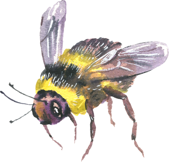 Watercolor bee